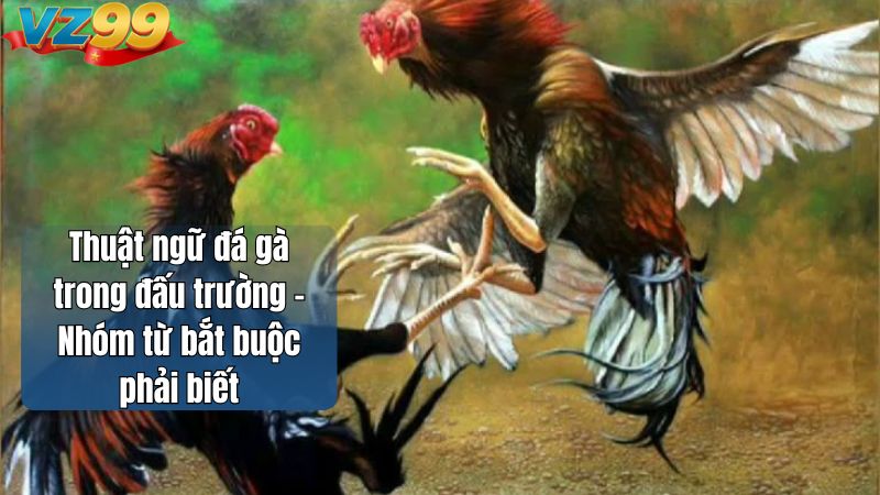 Thuật ngữ đá gà VZ99 – Nền tảng nhập môn đúng cách 2026 2 Thuật ngữ đá gà trong đấu trường – Nhóm từ bắt buộc phải biết