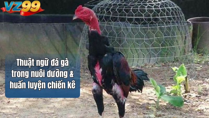 Thuật ngữ đá gà VZ99 – Nền tảng nhập môn đúng cách 2026 3 Thuật ngữ đá gà trong nuôi dưỡng & huấn luyện chiến kê
