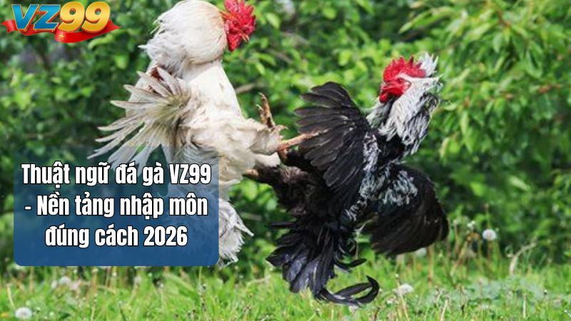 Thuật ngữ đá gà VZ99 – Nền tảng nhập môn đúng cách 2026 1 Thuật ngữ đá gà VZ99 – Nền tảng nhập môn đúng cách 2026